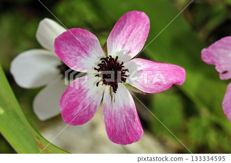 Persian buttercup (Ranunculus asiaticus), Crete Persian buttercup (Ranunculus asiaticus), Crete 133334595