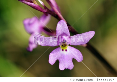 Four-spotted Orchis (Anacamptis quandripunctata), Crete Four-spotted Orchis (Anacamptis quandripunctata), Crete 133334597