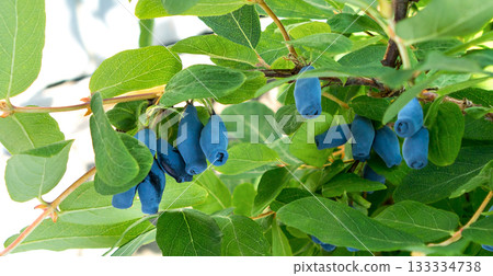 Honeysuckle berries on a bush. Blue berry. 133334738