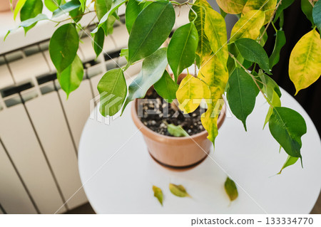 Indoor Ficus plant with drying and falling leaves in pot on white table. Sick houseplant concept Indoor Ficus plant with drying and falling leaves in pot on white table. Sick houseplant concept 133334770