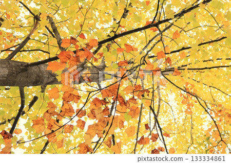 Autumn coloring 133334861