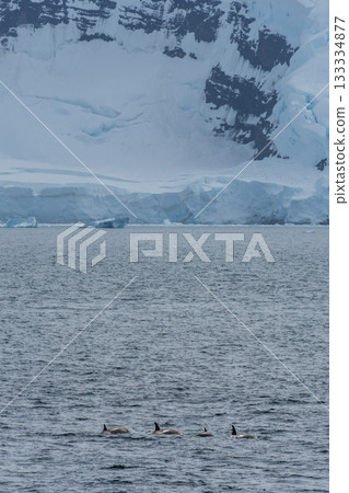 Killer whales in the Antarctic Killer whales in the Antarctic 133334877