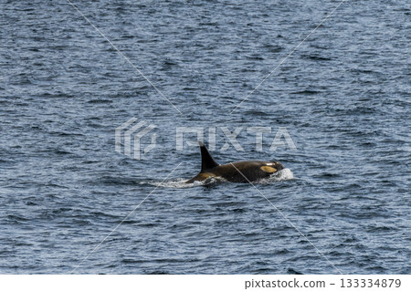 Killer whales in the Antarctic Killer whales in the Antarctic 133334879