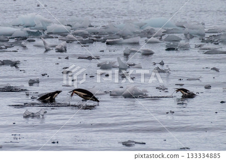 Adelie Penguins in Antarctica 133334885
