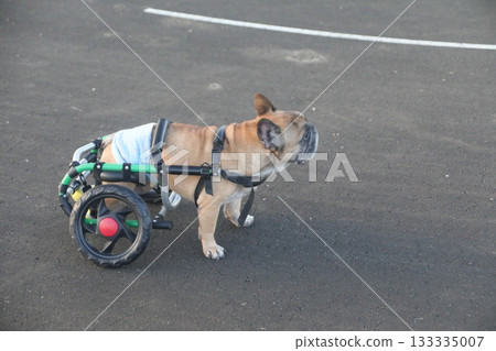 French bulldog 133335007