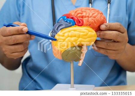 Alzheimer disease, Asian doctor holding brain anatomy model for study diagnosis and treatment in hospital. 133335015