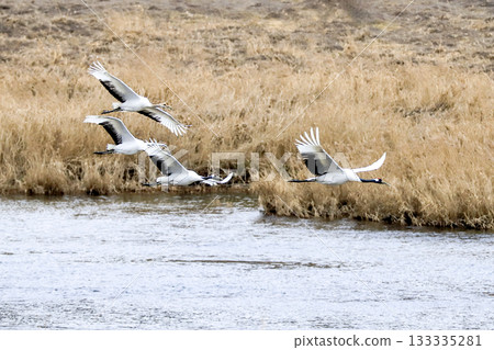 Cranes flying over the river. Cheorwon-gun, Korea 133335281