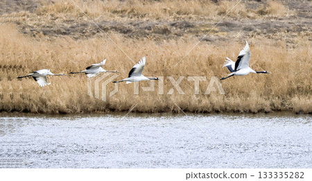 Cranes flying over the river. Cheorwon-gun, Korea 133335282