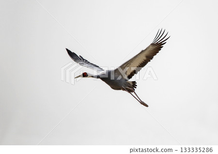 Cranes flying over the river. Cheorwon-gun, Korea 133335286