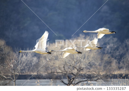 Swans flying over the river. Gwangju city, Korea 133335287