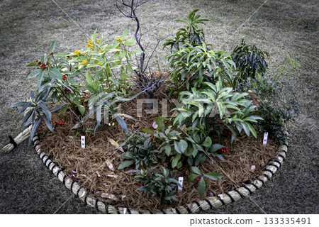 Auspicious plantings for the New Year 133335491
