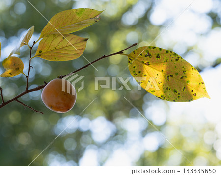柿子果實和葉子在深秋 133335650