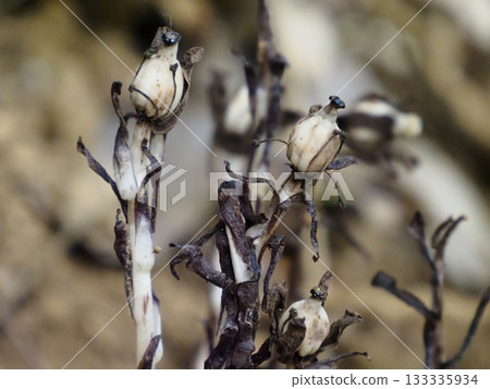 Capsules of false silverleaf 133335934