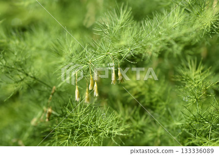 Narrow-leaved asparagus 133336089
