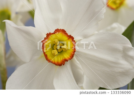 Poets daffodil 133336090