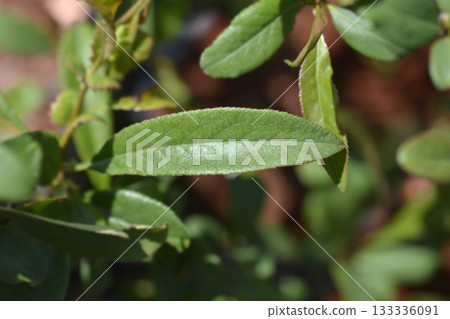 Flowering Quince Nivalis 133336091