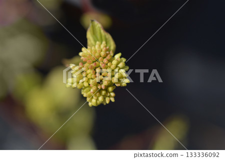 Variegated Siberian dogwood 133336092