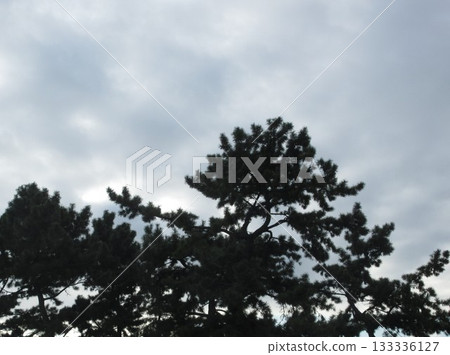 松樹伸向冬天的天空 松樹伸向冬天的天空 133336127