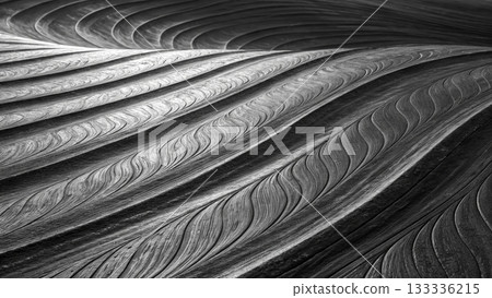 Curved patterns of a leaf surface showing texture in black and white photography 133336215