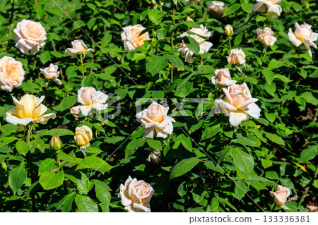 Beautiful roses on flower bed in a garden 133336381