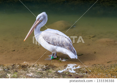 Dalmatian pelican (Pelecanus crispus) swimming in the lake 133336388