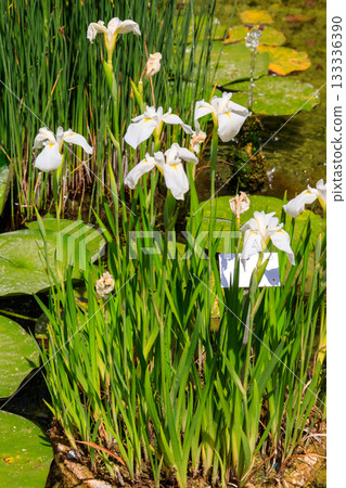 Beautiful white iris flowers growing in botanical garden 133336390