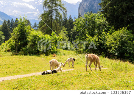 Group of alpacas grazing in green alpine meadow in Switzerland Group of alpacas grazing in green alpine meadow in Switzerland 133336397