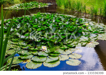 Beautiful water lily (Nymphaea) in a lake 133336399