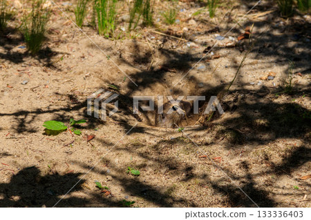 European ground squirrel (Spermophilus citellus), also known as the European souslik European ground squirrel (Spermophilus citellus), also known as the European souslik 133336403