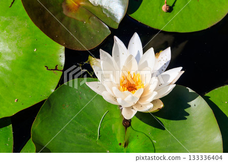 Beautiful water lily (Nymphaea) in a lake 133336404