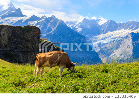 Cow grazing on an alpine meadow on First Mountain high above Grindelwald, Switzerland Cow grazing on an alpine meadow on First Mountain high above Grindelwald, Switzerland 133336409