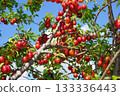 Fresh and organic plum fruits 133336443