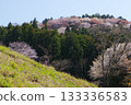 Cherry blossoms at Minoyama in Chichibu 133336583