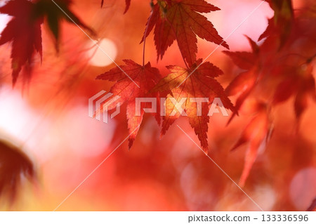 Maple Maple 133336596