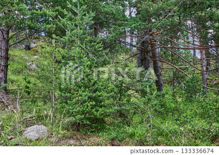 Deep in the green forest Deep in the green forest 133336674