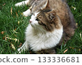 Beautiful cat in near plan 133336681