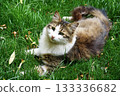 Beautiful cat in near plan 133336682