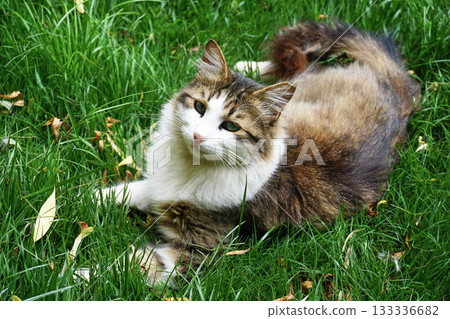 Beautiful cat in near plan 133336682