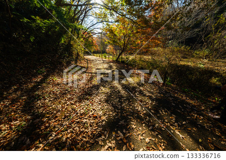 開車途中，我在公園裡看到了一幅極具戲劇性的初冬景色。 133336716