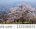 Cherry blossoms at Minoyama in Chichibu 133336833