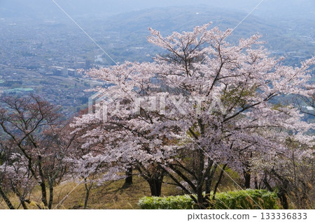 Cherry blossoms at Minoyama in Chichibu 133336833