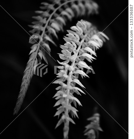 Long and thin orchid necklace monochrome Long and thin orchid necklace monochrome 133336887