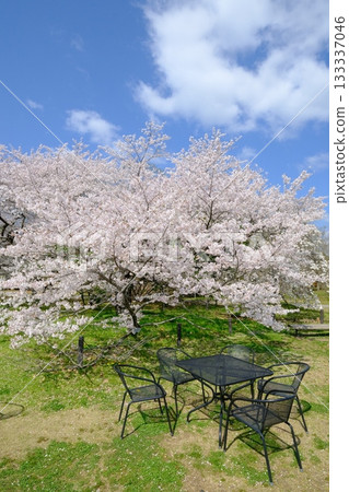 春天的公園裡有長椅和桌子 133337046