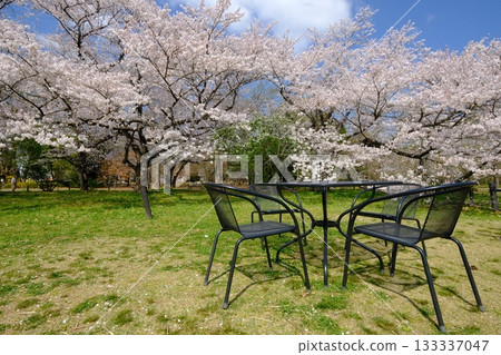 Spring park with benches and tables Spring park with benches and tables 133337047