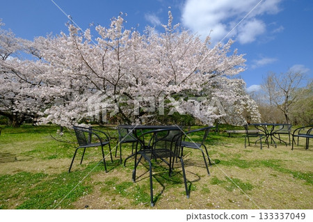Spring park with benches and tables Spring park with benches and tables 133337049