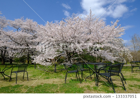 Spring park with benches and tables Spring park with benches and tables 133337051