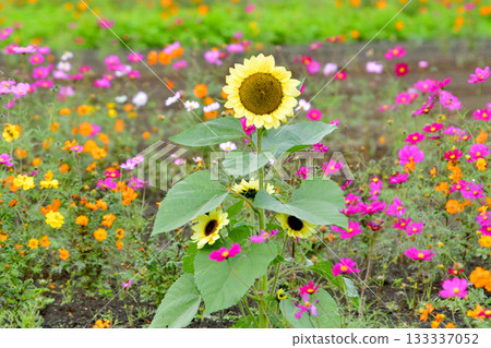 Plants - Sunflower, Asteraceae Plants - Sunflower, Asteraceae 133337052
