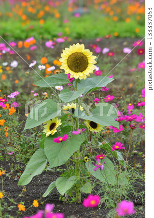 Plants - Sunflower, Asteraceae 133337053