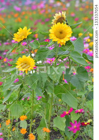 Plants - Sunflower, Asteraceae 133337054