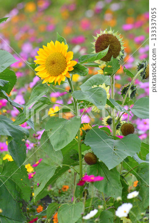 Plants - Sunflower, Asteraceae 133337055